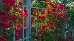 Roses Garden 19